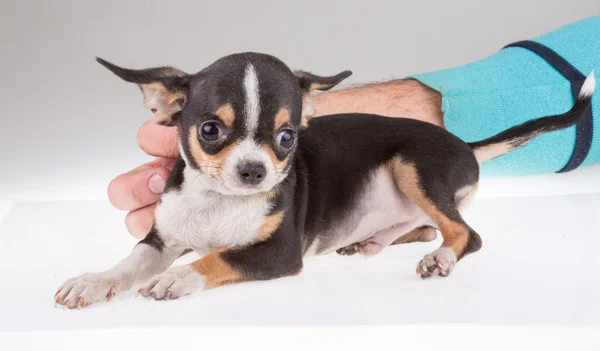 Portret van een schattige rasechte puppy-chihuahu — Stockfoto