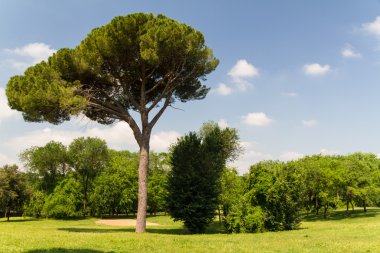 Yeşil ağaçlı park