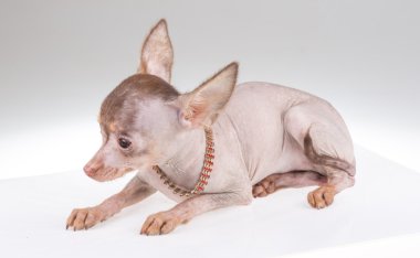 Çince Tepeli Köpek