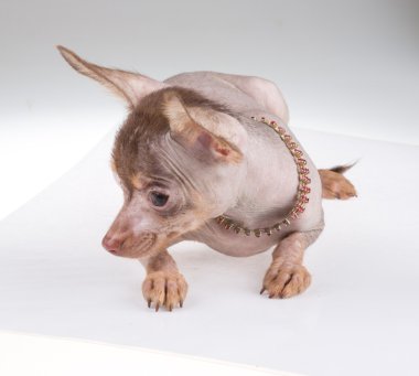 Çince Tepeli Köpek