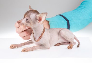 Çince Tepeli Köpek