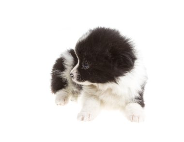 pomeranian spitz portresi