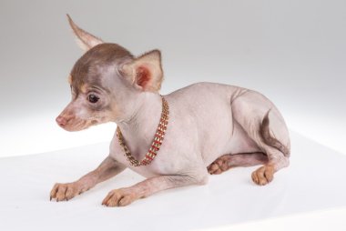 Çince Tepeli Köpek