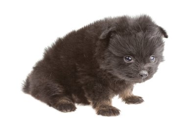 pomeranian spitz portresi