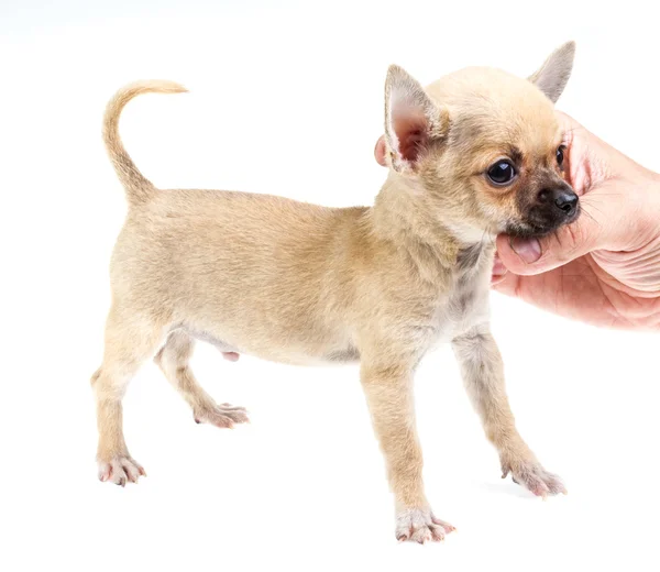 Retrato expressivo cachorro Chihuahua — Fotografia de Stock