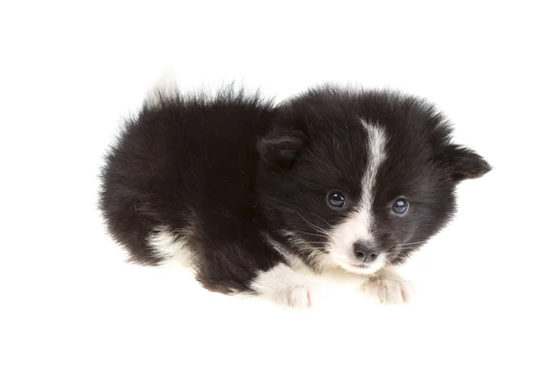 Retrato de spitz da Pomerânia — Fotografia de Stock