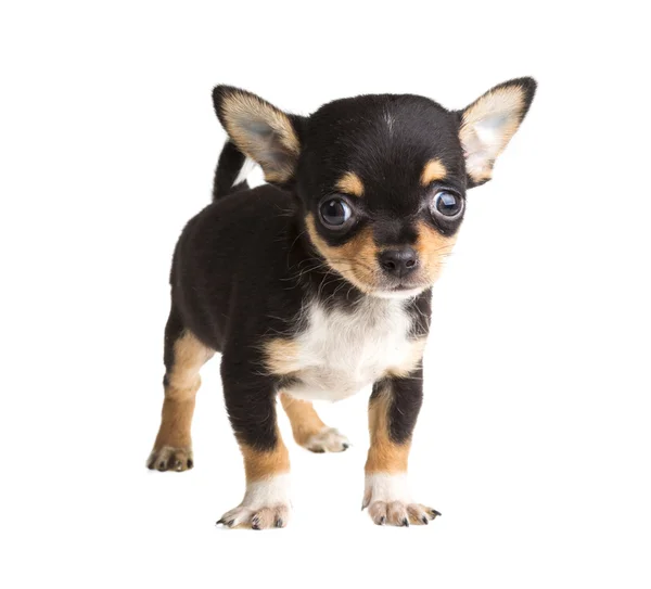 Cachorro chihuahua de cabelos curtos na frente de um fundo branco — Fotografia de Stock