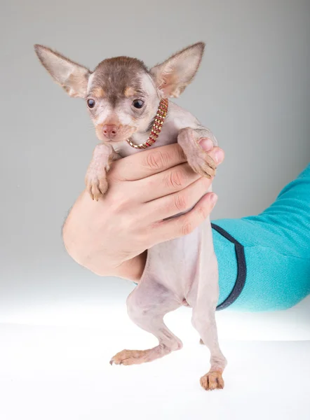 Chinês Cão Crested — Fotografia de Stock