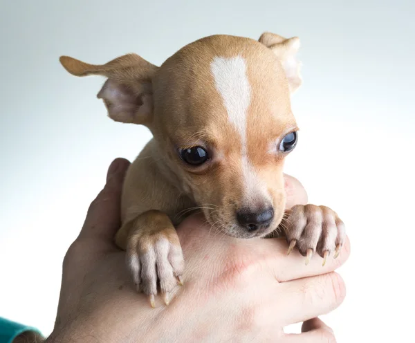 Chihuahua — Stockfoto