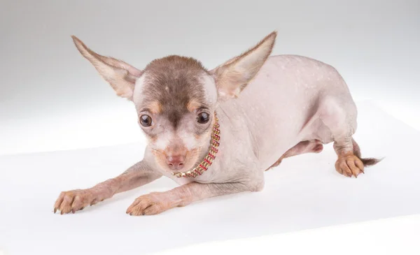 Chinês Cão Crested — Fotografia de Stock