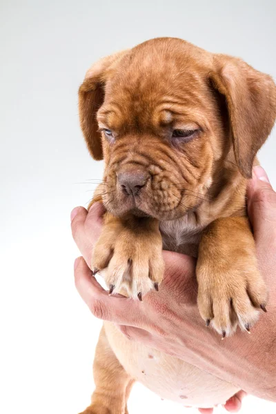 Bordeaux dog — Stockfoto