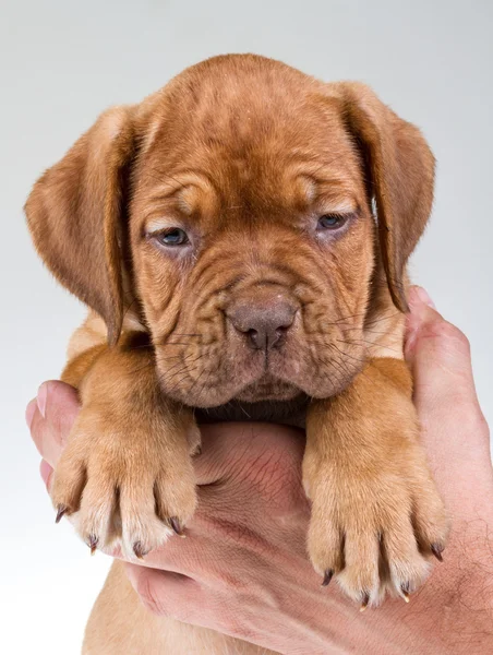 Bordeaux cão — Fotografia de Stock