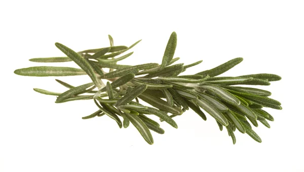 Rosemary — Stock Photo, Image