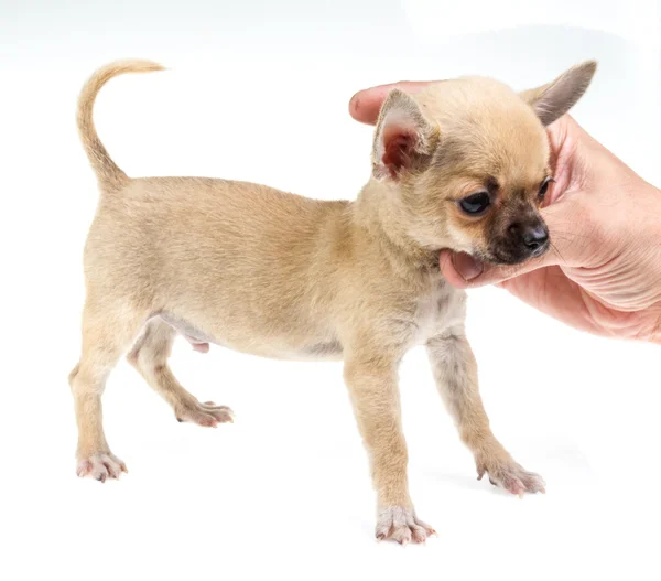 Expresivní portrét čivava štěně — Stock fotografie