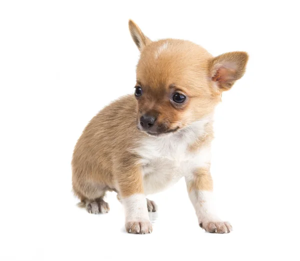 Chihuahua — Stockfoto