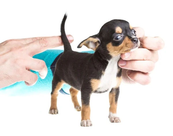 Short haired chihuahua puppy in front of a white background — Stock Photo, Image