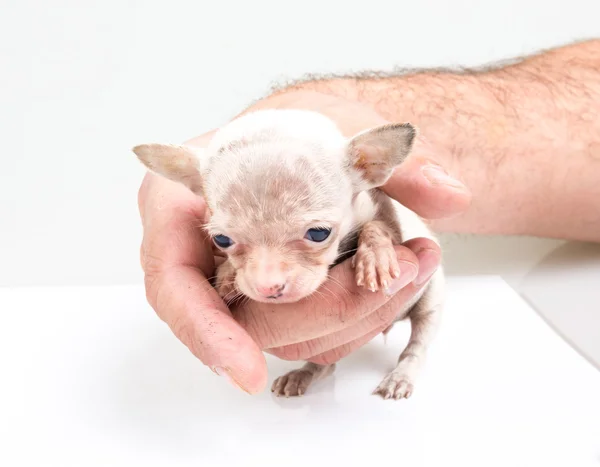 Expressive portrait Chihuahua puppy — Stock Photo, Image