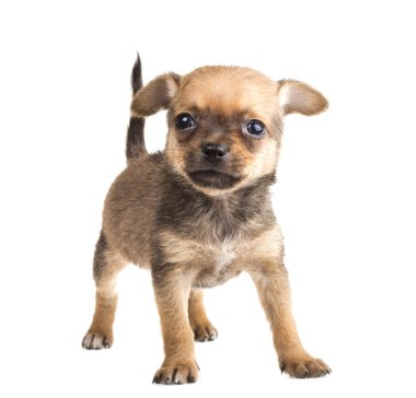 Chihuahua