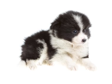 pomeranian spitz portresi
