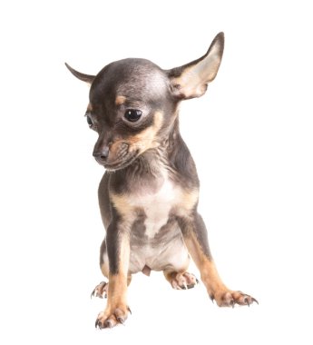 Rus oyuncak korkunç, beyaz bir arka plan üzerinde izole