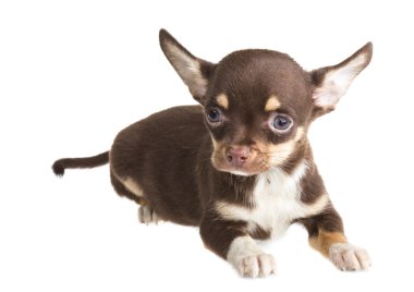 Beyaz arka planda kısa saçlı bir chihuahua köpeği.