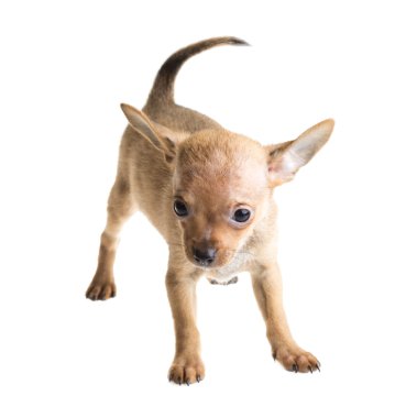 Beyaz arka planda kısa saçlı bir chihuahua köpeği.