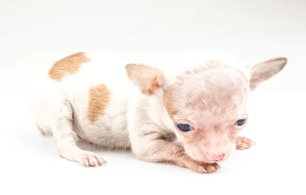 Ritratto espressivo cucciolo di Chihuahua — Foto Stock