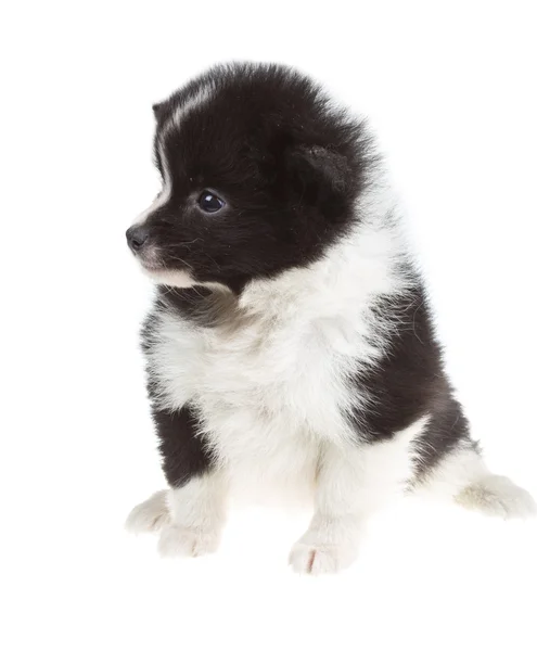 Porträtt av pomeranian spitz — Stockfoto