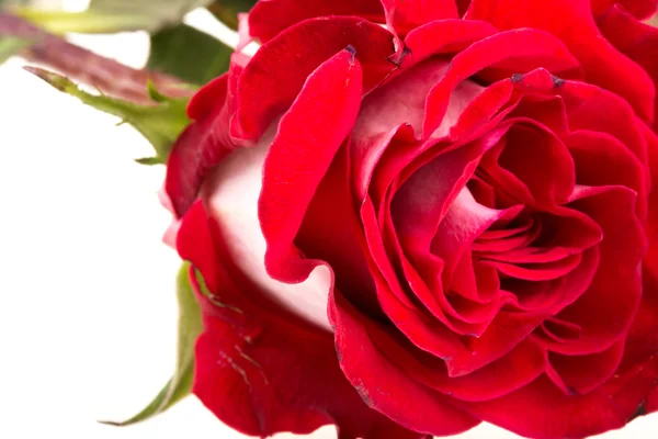 Rosas rosa isoladas em branco — Fotografia de Stock