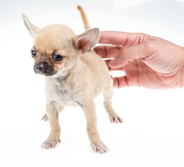 Экспрессивный портрет щенка чихуахуа — стоковое фото