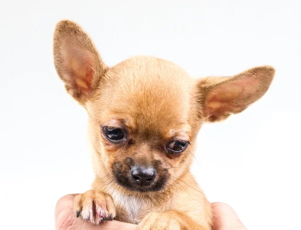 Экспрессивный портрет щенка чихуахуа — стоковое фото