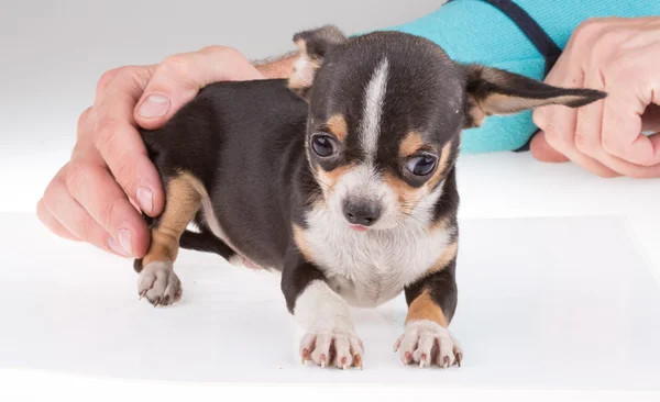 Porträtt av en söt renrasig valp chihuahu — Stockfoto