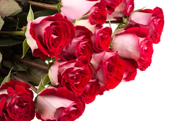 Rose rosa isolate su bianco — Foto Stock