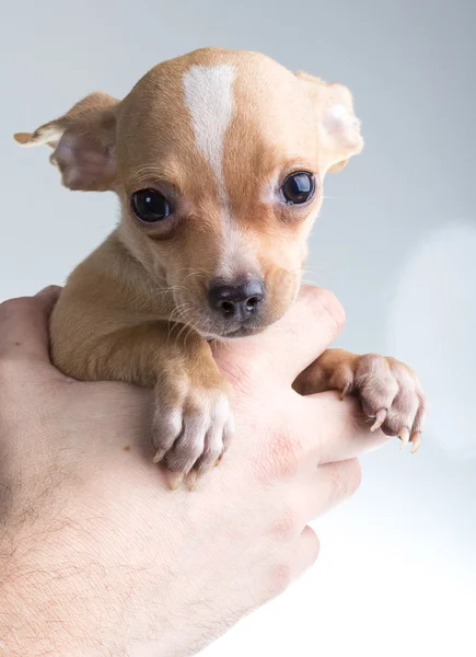 Chihuahua — Fotografia de Stock