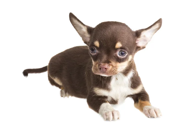 Cachorro chihuahua de cabelos curtos na frente de um fundo branco — Fotografia de Stock