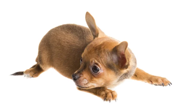 Короткие волосы чихуахуа щенок на белом фоне — стоковое фото