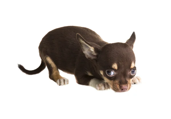 Cachorro chihuahua de cabelos curtos na frente de um fundo branco — Fotografia de Stock