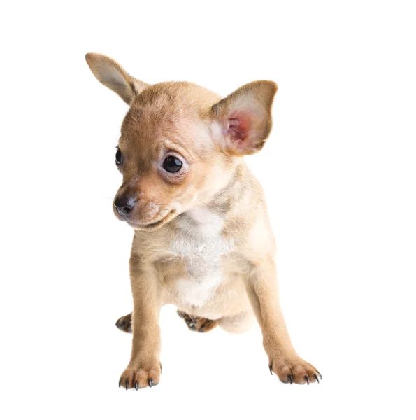 Chihuahua aux cheveux courts chihuahua devant un fond blanc — Photo