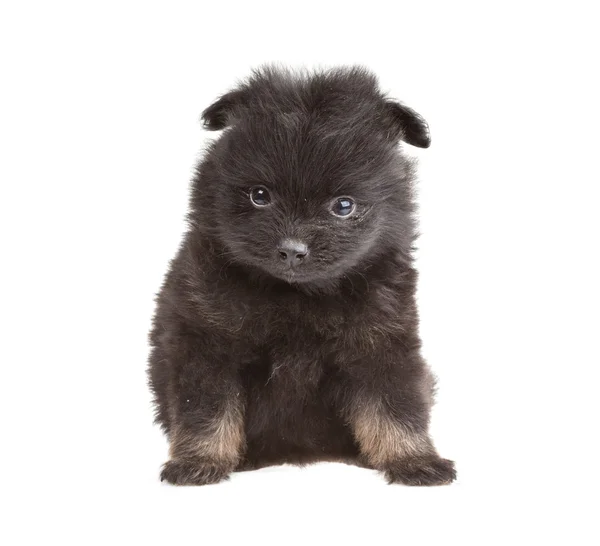 Portrét špic pomeranian — Stock fotografie