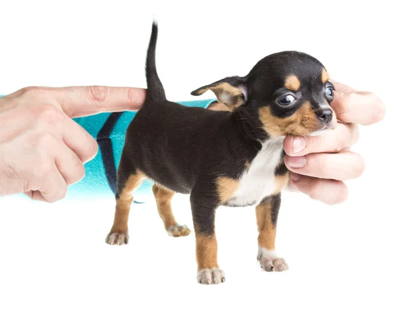 Cachorro chihuahua de cabelos curtos na frente de um fundo branco — Fotografia de Stock