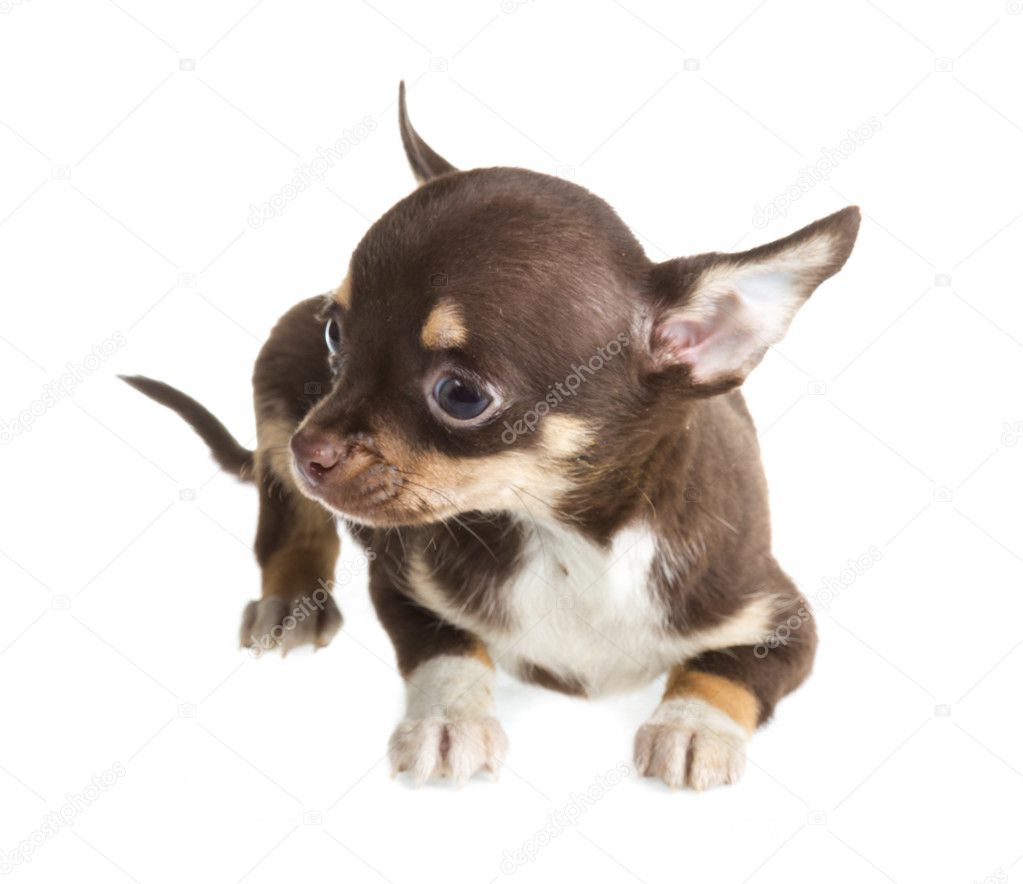 Short Haired Chihuahua Puppy In Front Of A White Background