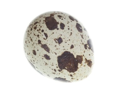 beyaz izole bıldırcın yumurtası