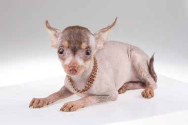 Çince Tepeli Köpek