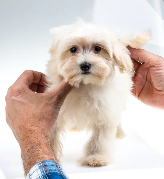 Colour lap-dog in studio — Stock Photo, Image