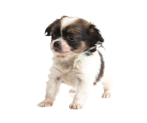 Chihuahua — Stock Photo, Image