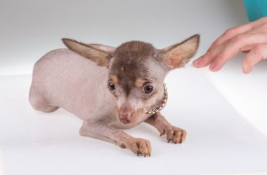 Çince Tepeli Köpek