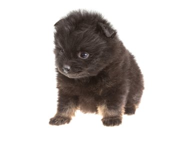 pomeranian spitz portresi