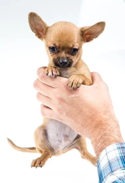 Kifejező portré chihuahua kölyök — Stock Fotó