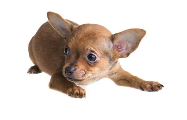 Kortharige chihuahua puppy voor een witte achtergrond — Stockfoto