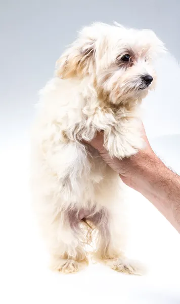 Färg knähund i studio — Stockfoto